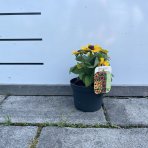 Rudbekia plstnatá (Rudbeckia subtomentosa) ´SmileyZ´, výška 10-20 cm - kont. C1L